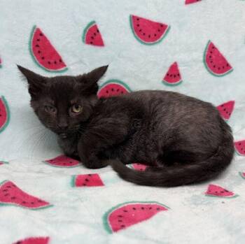Cardinal -  Domestic Short Hair Cat for Adoption in Valdosta, Georgia - Cardinal | PetCurious