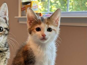 GABRIELLA -  Domestic Short Hair Cat for Adoption in Charlotte, North Carolina - GABRIELLA | PetCurious