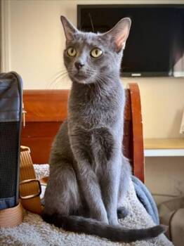 OPAL VIOLA -  Domestic Short Hair Cat for Adoption in Las Vegas, Nevada - OPAL VIOLA | PetCurious