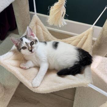 Homelander -  Domestic Short Hair Cat for Adoption in Richmond, Virginia - Homelander | PetCurious