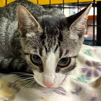 Lainey -  Domestic Short Hair Cat for Adoption in Bronson, Florida - Lainey | PetCurious