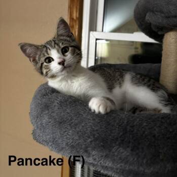 Pancake -  Domestic Short Hair Cat for Adoption in Medina, Ohio - Pancake | PetCurious