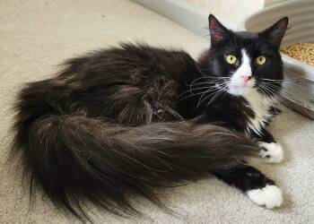 Oreo -  Tuxedo Cat for Adoption in Inez, Kentucky - Oreo | PetCurious