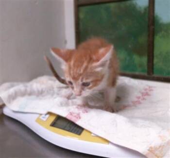 BOWIE -  Domestic Short Hair Cat for Adoption in Houston, Texas - BOWIE | PetCurious