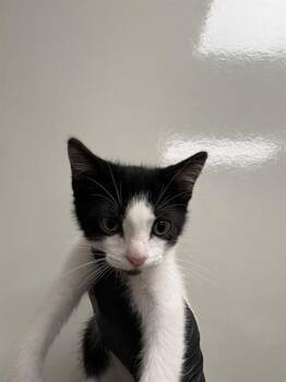 Domestic Short Hair Cats Available for Adoption in Ontario, California - TARGET - ADOPTION PENDING | PetCurious