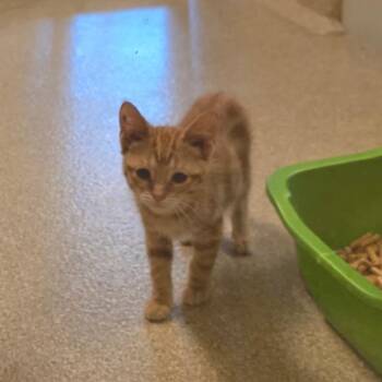 Mackerel -  Domestic Short Hair Cat for Adoption in Bristol, Indiana - Mackerel | PetCurious