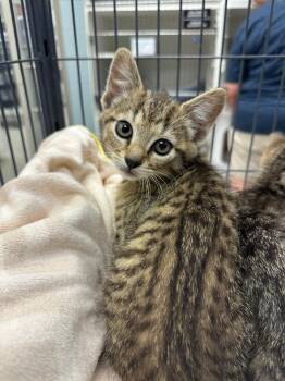 Archie (Oak Hil) -  Domestic Short Hair Cat for Adoption in Johnson City, Tennessee - Archie (Oak Hil) | PetCurious