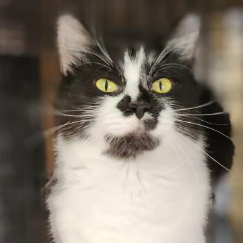 Rescue Tuxedo Cats for Adoption in Williston, Florida - Hera | PetCurious