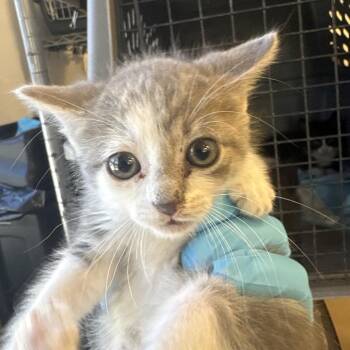 Domestic Short Hair Cats Available for Adoption in West Palm Beach, Florida - Pearl | PetCurious