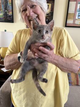 Rosie, Jenkintown PS, (FCID 06/09/2026-153) -  Domestic Short Hair and Dilute Calico Cat for Adoption in Greenville, Delaware - Rosie, Jenkintown PS, (FCID 06/09/2026-153) | PetCurious