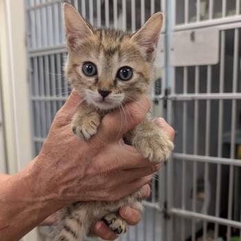 Domestic Short Hair and Extra Toes Cat Hemingway Polydactyl Cats Available for Adoption in Buchanan Dam, Texas - Saturn | PetCurious