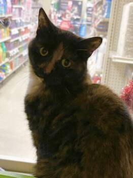 Rescue Domestic Short Hair Cats for Adoption in Sterling Heights, Michigan - Habibi | PetCurious