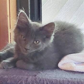 Astra -  Domestic Long Hair Cat for Adoption in Traverse City, Michigan - Astra | PetCurious