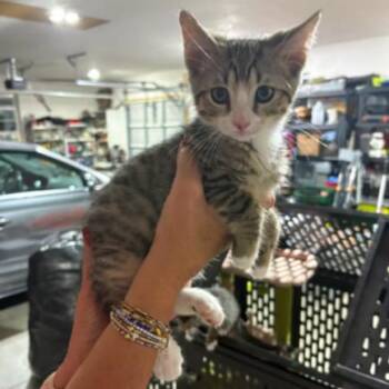 Graham -  Domestic Short Hair Cat for Adoption in Lemoyne, Pennsylvania - Graham | PetCurious