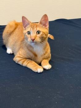 Domestic Short Hair Cats Available for Adoption - Gunnar | PetCurious