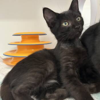Tanka Jahari -  Domestic Short Hair Cat for Adoption in La Grange Park, Illinois - Tanka Jahari | PetCurious