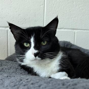 GLAUCOUS -  Domestic Short Hair Cat for Adoption in Boston, Massachusetts - GLAUCOUS | PetCurious