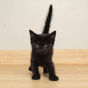 Walnut C70079 -  Domestic Short Hair Cat for Adoption in Minnetonka, Minnesota - Walnut C70079 | PetCurious