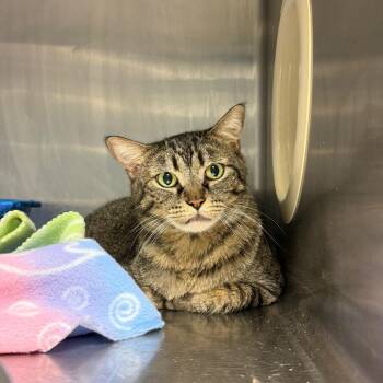 Marnie -  Domestic Short Hair Cat for Adoption in Tuscaloosa, Alabama - Marnie | PetCurious