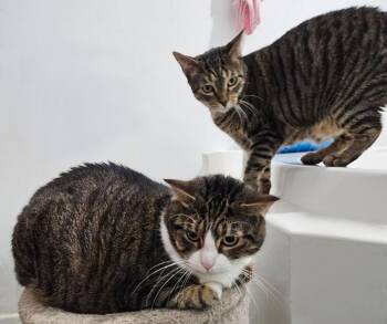 Hannah & Fitzmorris Precious Sweet Mom & Daughter Cats -  Tabby Cat for Adoption in Metairie, Louisiana - Hannah & Fitzmorris Precious Sweet Mom & Daughter Cats | PetCurious