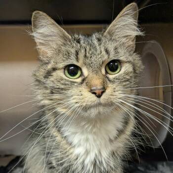 Domestic Medium Hair Cats Available for Adoption in Providence, Rhode Island - Gurl Dinner | PetCurious