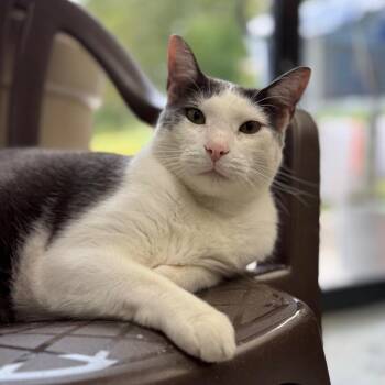 Bean -  Domestic Short Hair Cat for Adoption in Blairsville, Georgia - Bean | PetCurious
