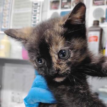 Domestic Short Hair Cats Available for Adoption in Summerville, South Carolina - Gala | PetCurious