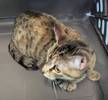 If12c -  Domestic Short Hair Cat for Adoption in Lawrenceville, Georgia - If12c | PetCurious