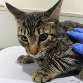 Summer 3 -  Domestic Short Hair Cat for Adoption in Tampa, Florida - Summer 3 | PetCurious