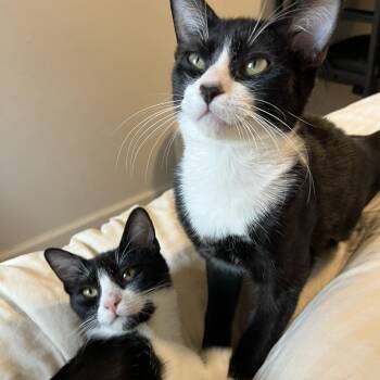 Crunchwrap Supreme and Whole Shebang Shrimp Boil -  Domestic Short Hair Cat for Adoption in Davis, California - Crunchwrap Supreme And Whole Shebang Shrimp Boil | PetCurious