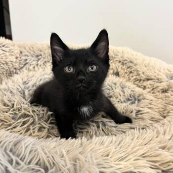 Domestic Short Hair Cats Available for Adoption in Hughesville, Maryland - Elvis Purrsly | PetCurious
