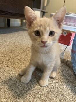 Pumpkin -  Domestic Short Hair Cat for Adoption in Oceanside, California - Pumpkin | PetCurious
