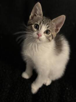 Rescue Domestic Short Hair Cats for Adoption in Mason City, Iowa - Lisa Frank | PetCurious