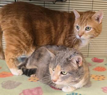 Boots -  Domestic Short Hair Cat for Adoption in Blountville, Tennessee - Boots | PetCurious