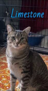 Rescue Domestic Short Hair Cats for Adoption in Spencerville, Ontario - Limestone | PetCurious