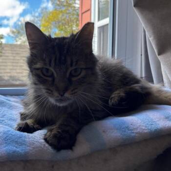 Maisie -  Domestic Medium Hair Cat Available for Adoption in Puslinch, Ontario - Maisie | PetCurious