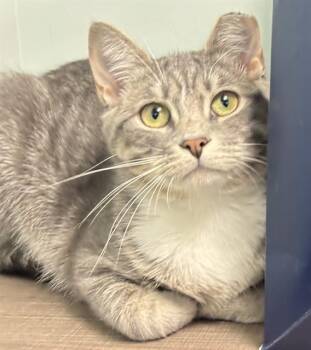 CLOUD -  Domestic Short Hair Cat for Adoption in Dedham, Massachusetts - CLOUD | PetCurious