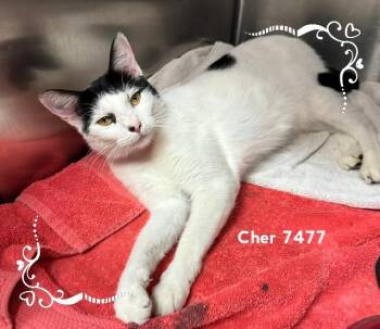 CHER -  Domestic Short Hair Cat for Adoption in Marietta, Georgia - CHER | PetCurious