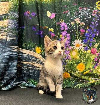 Rescue Domestic Short Hair Cats for Adoption in Huntington, West Virginia - Biscuit | PetCurious