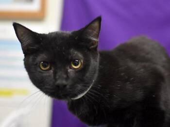 Andear -  Domestic Short Hair Cat for Adoption in Portland, Oregon - Andear | PetCurious