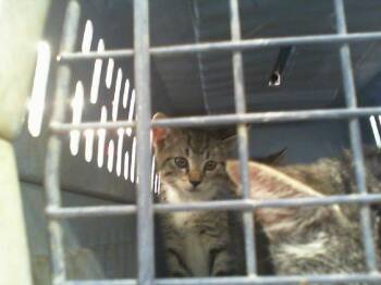 JIMMY -  Domestic Short Hair Cat for Adoption in Charlotte, North Carolina - JIMMY | PetCurious