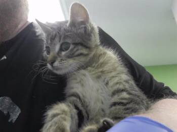 MR. WICK -  Domestic Short Hair Cat for Adoption in Omaha, Nebraska - MR. WICK | PetCurious