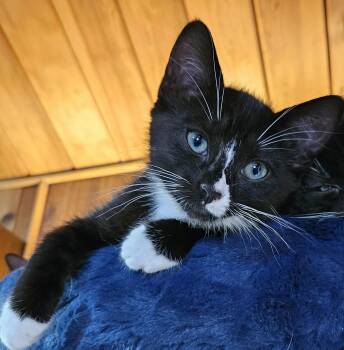 Rescue Domestic Short Hair Cats for Adoption in Tillamook, Oregon - Lilikoi | PetCurious