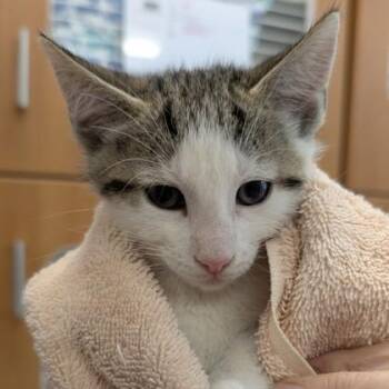 Blizzard* -  Domestic Short Hair Cat Available for Adoption in Voorhees Township, New Jersey - Blizzard* | PetCurious