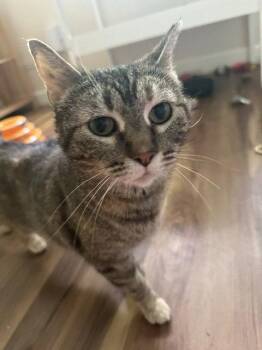 Domestic Short Hair Cats Available for Adoption in Denver, Colorado - Charm | PetCurious
