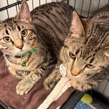 Domestic Short Hair Cats Available for Adoption - Eros | PetCurious