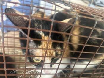 A656731 -  Domestic Short Hair Cat for Adoption in Houston, Texas - A656731 | PetCurious