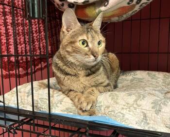 Totti -  Egyptian Mau and Bengal Cat for Adoption in Wolcott, Connecticut - Totti | PetCurious