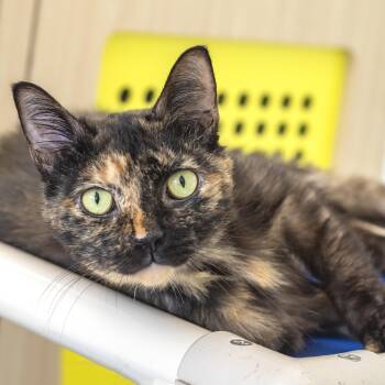Autumn -  Domestic Short Hair Cat for Adoption in Pontiac, Michigan - Autumn | PetCurious