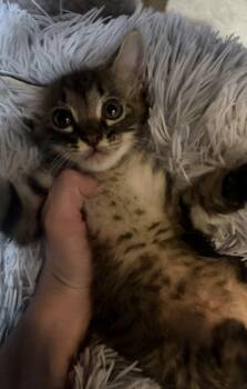 Odyssey -  Domestic Medium Hair Cat for Adoption in Paulina, Louisiana - Odyssey | PetCurious